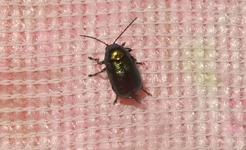 Chrysomelidae: Cryptocephalus hypochaeridis o C. transiens